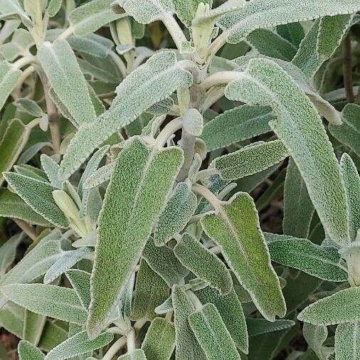 Phlomis purpurea Deilen