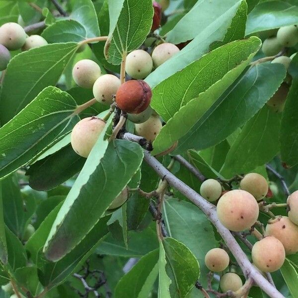 Ziziphus mucronata Fruit