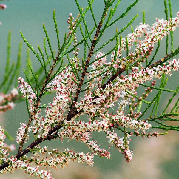 Tamarix parviflora Flor