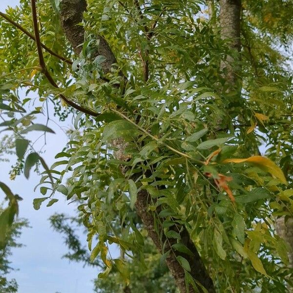 Caragana arborescens Leaf