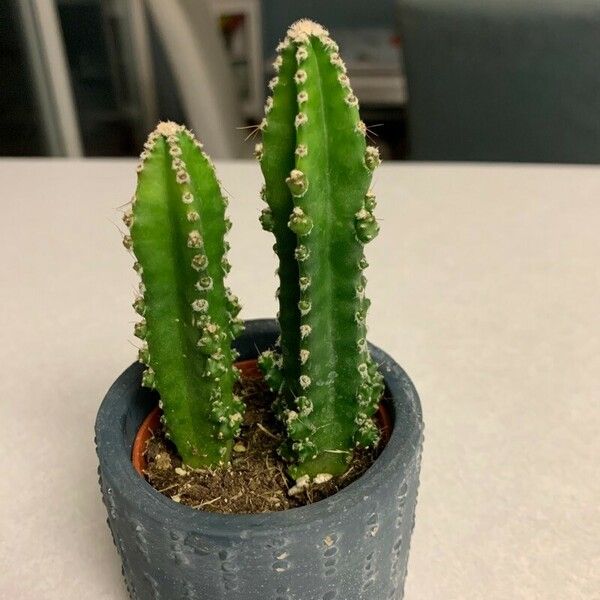 Acanthocereus tetragonus Leaf