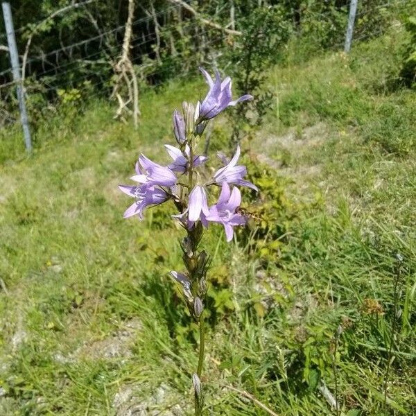 Campanula rapunculus Flower