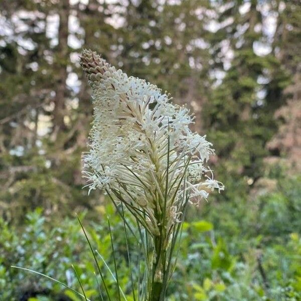 Xerophyllum tenax Blüte