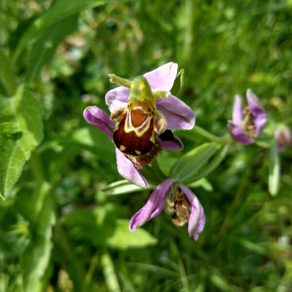 Ophrys apifera Blüte