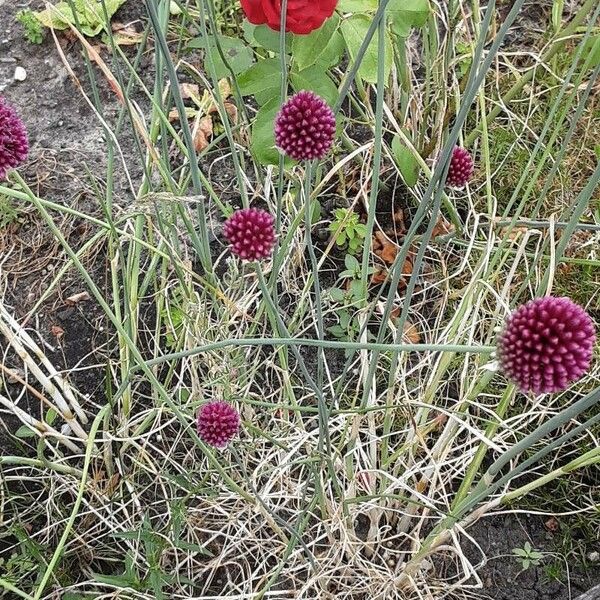 Allium sphaerocephalon Leaf