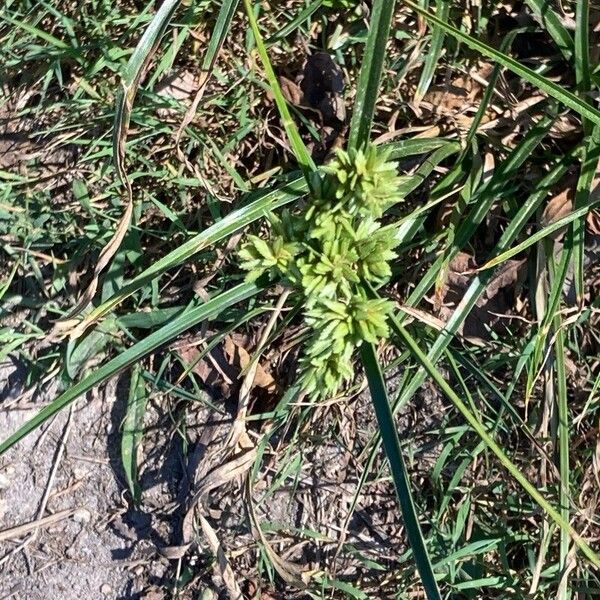 Cyperus eragrostis പുഷ്പം