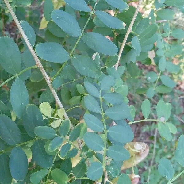 Colutea arborescens Листок