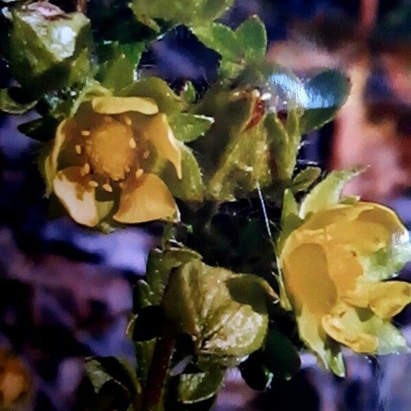 Potentilla supina Flor