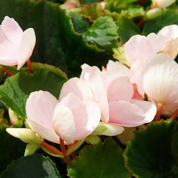 Begonia grandis Blodyn