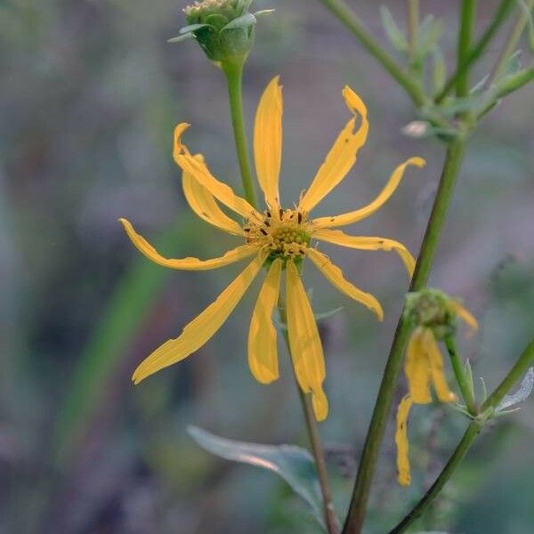 Silphium asteriscus Flor