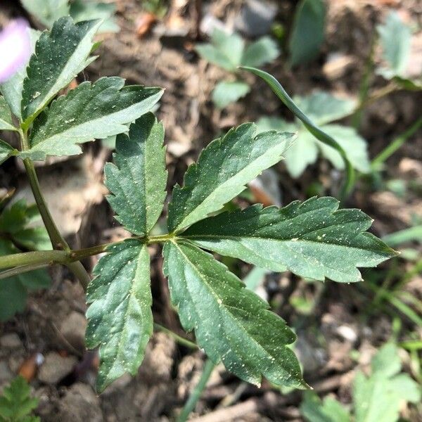 Cardamine quinquefolia Leaf