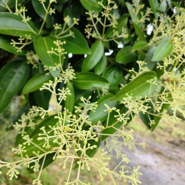 Cinnamomum verum Flower