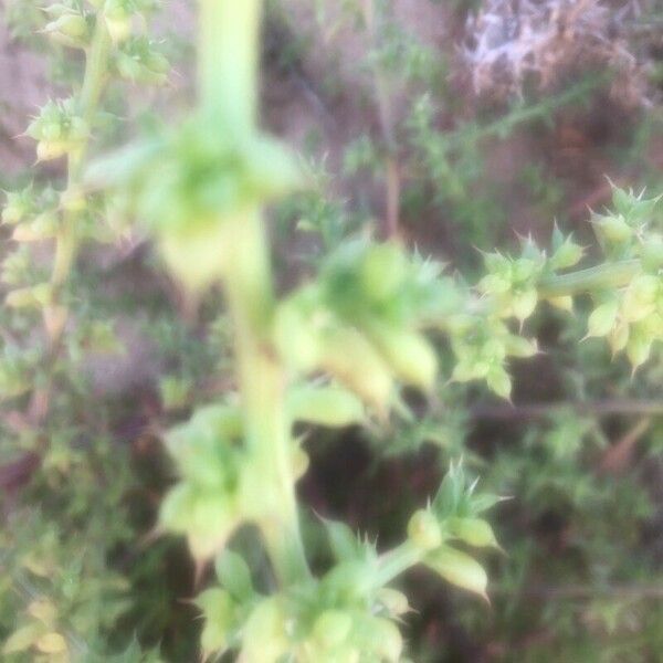 Salsola tragus Fruto