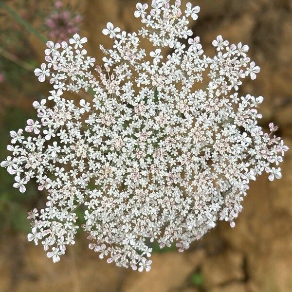 Visnaga daucoides Blomma