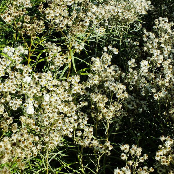 Anaphalis margaritacea Bloem