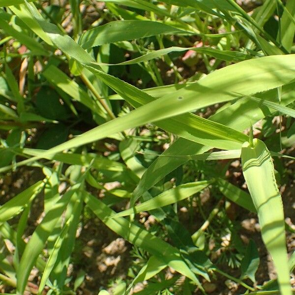 Phalaris minor Habitus