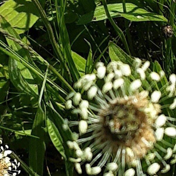 Plantago argentea Blomma