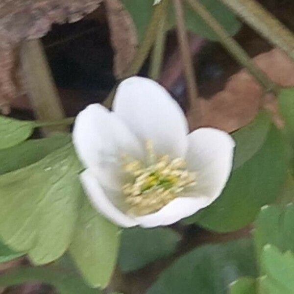 Isopyrum thalictroides Flower