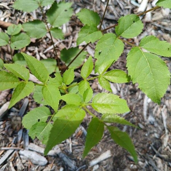 Aralia spinosa Blad