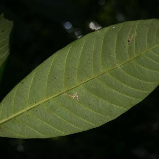 Tabernaemontana macrocalyx Leht