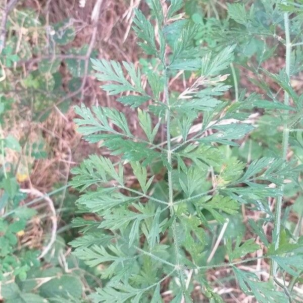 Daucus carota برگ