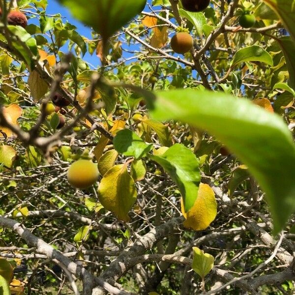 Dovyalis hebecarpa Fruit