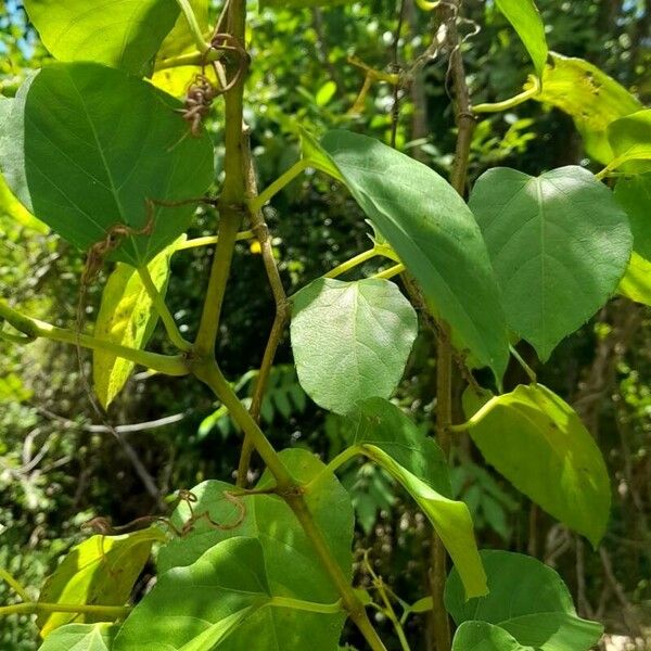 Cissus verticillata Ліст