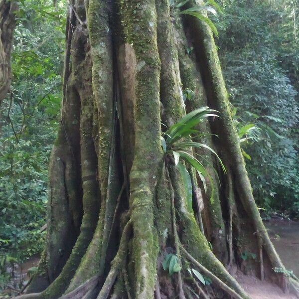 Ficus religiosa 樹皮