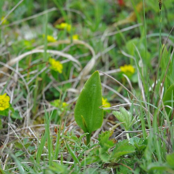 Ophioglossum vulgatum Hostoa