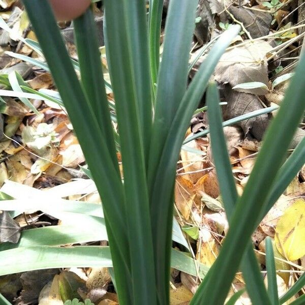 Sternbergia lutea 葉