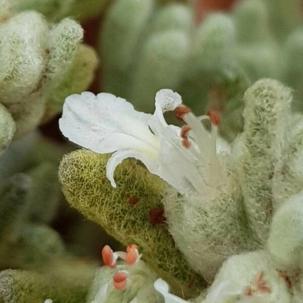 Teucrium gnaphalodes Blomma