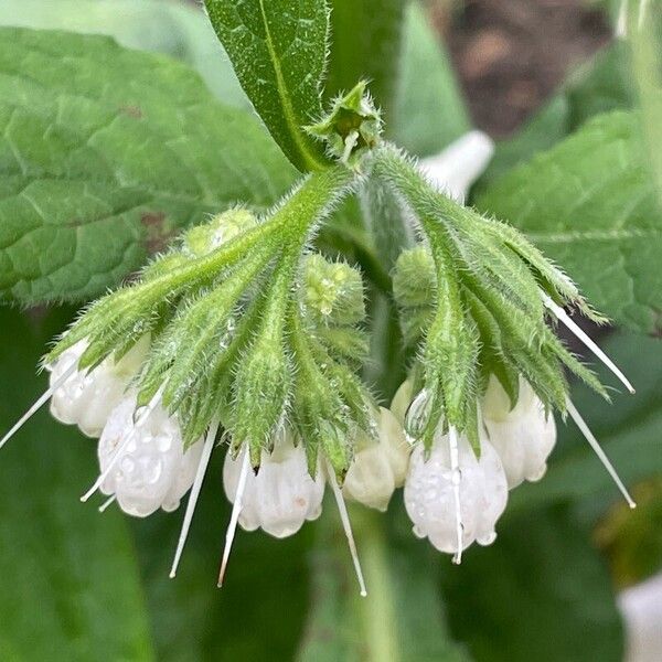 Symphytum orientale Flower