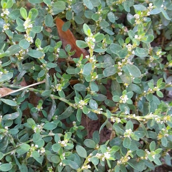 Polygonum arenastrum Habitat