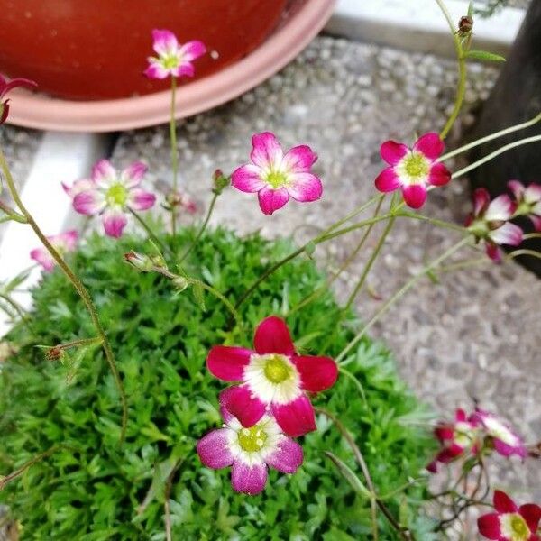 Saxifraga rosacea Kwiat
