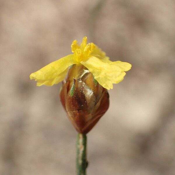 Xyris barteri Blomst