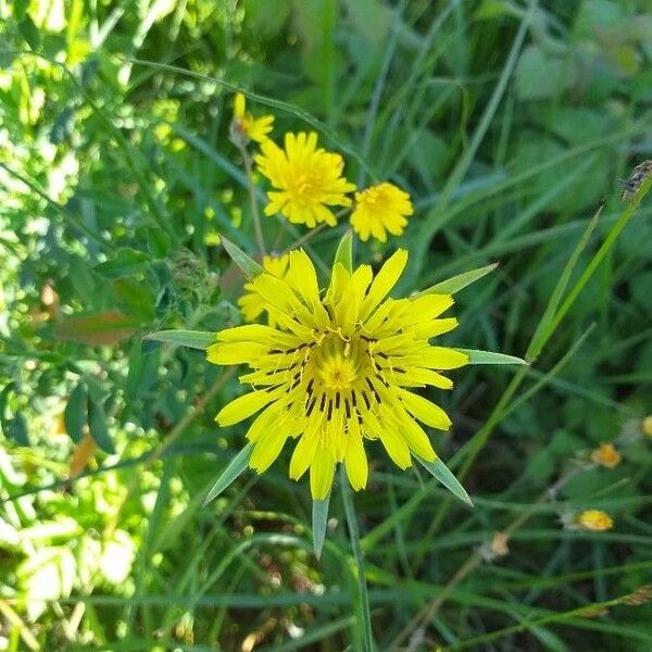 Tragopogon pratensis Çiçek