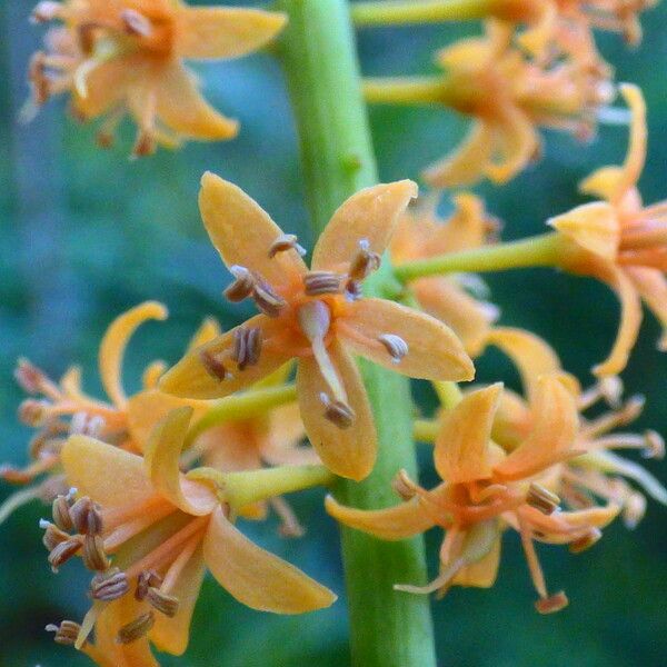 Adenanthera pavonina Flor