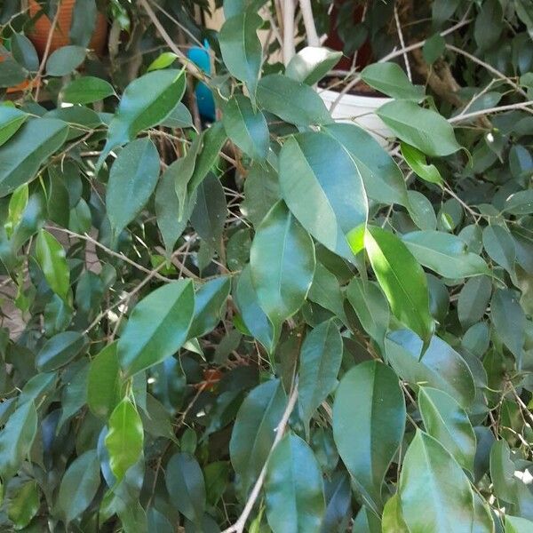 Ficus benjamina Листок
