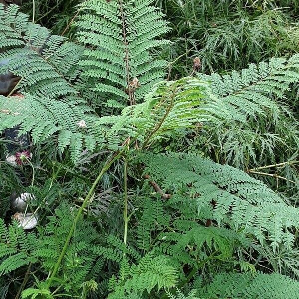 Jacaranda mimosifolia Habit