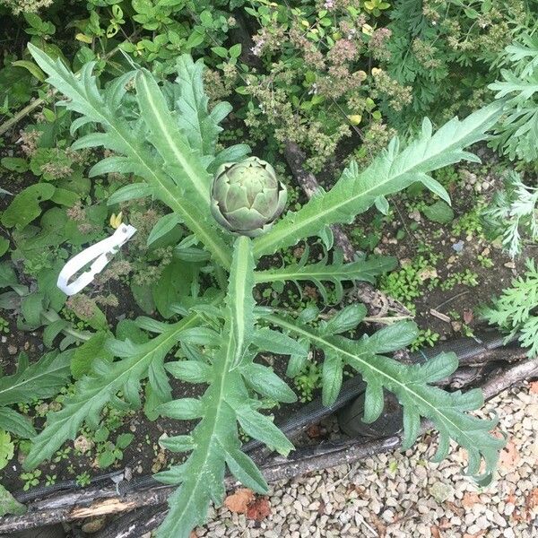 Cynara cardunculus पत्ता