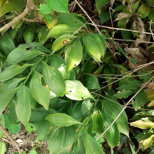 Ruscus hypoglossum Folio