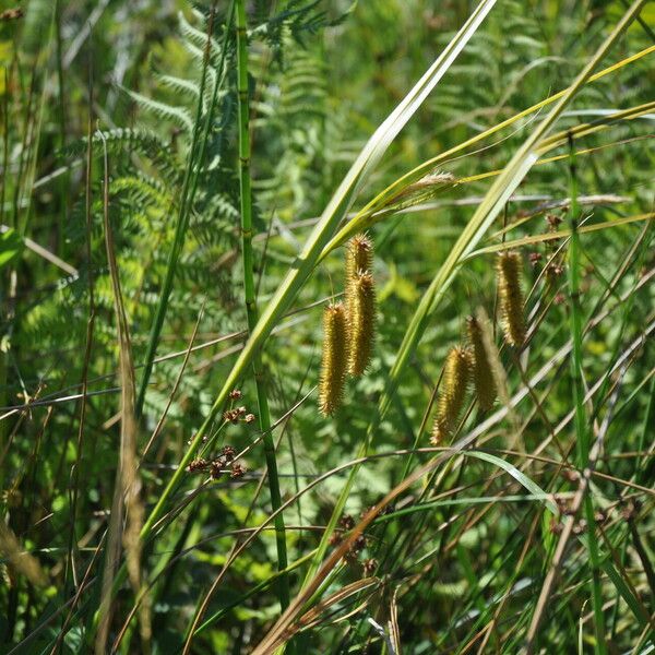 Carex pseudocyperus Квітка