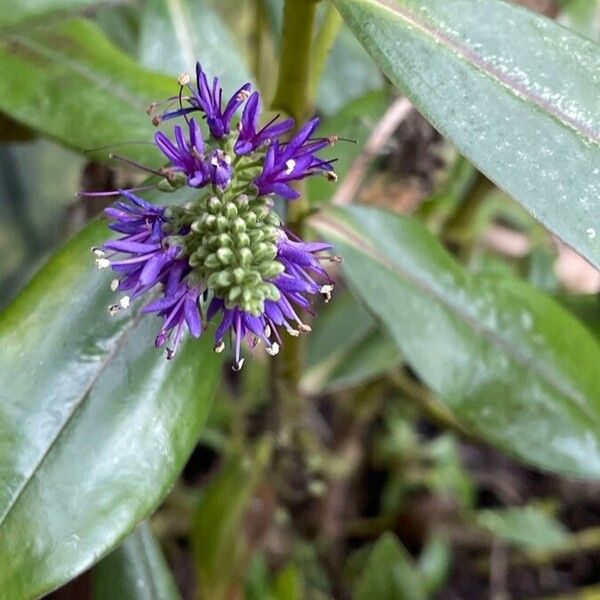 Veronica × andersonii Blüte