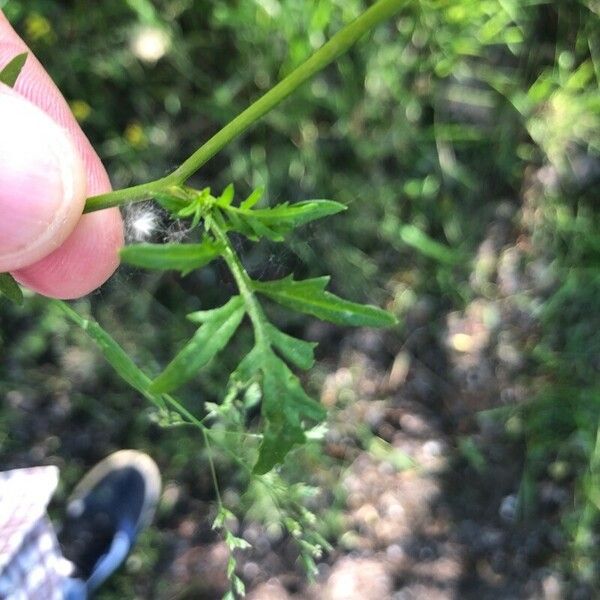 Rorippa sylvestris Folha