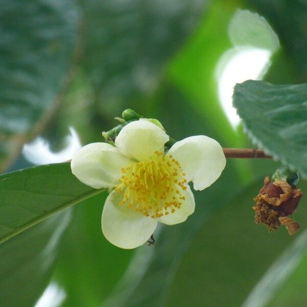 Camellia sinensis Flower