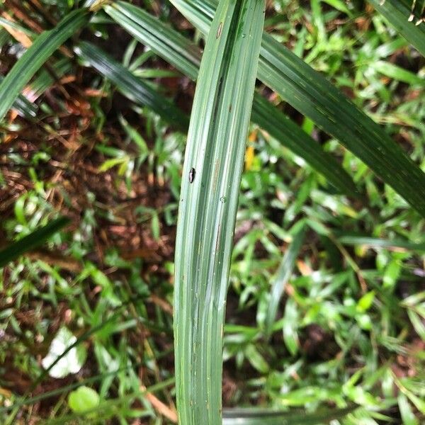 Scleria gaertneri Leaf