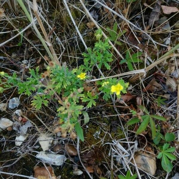 Potentilla supina Цветок