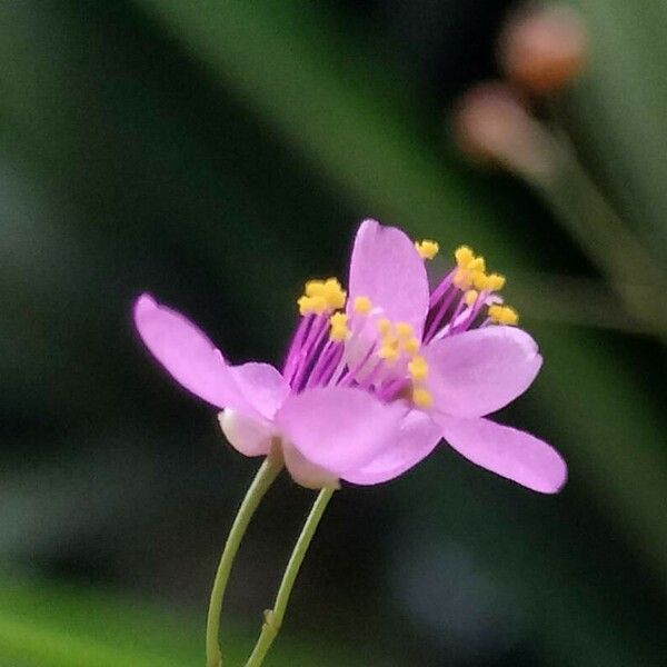 Talinum paniculatum Цветок