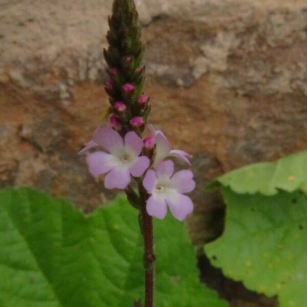 Verbena officinalis Кветка