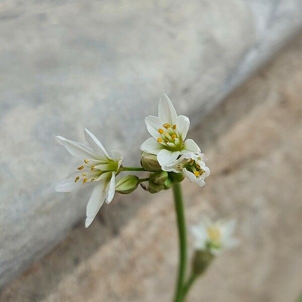 Nothoscordum gracile 花